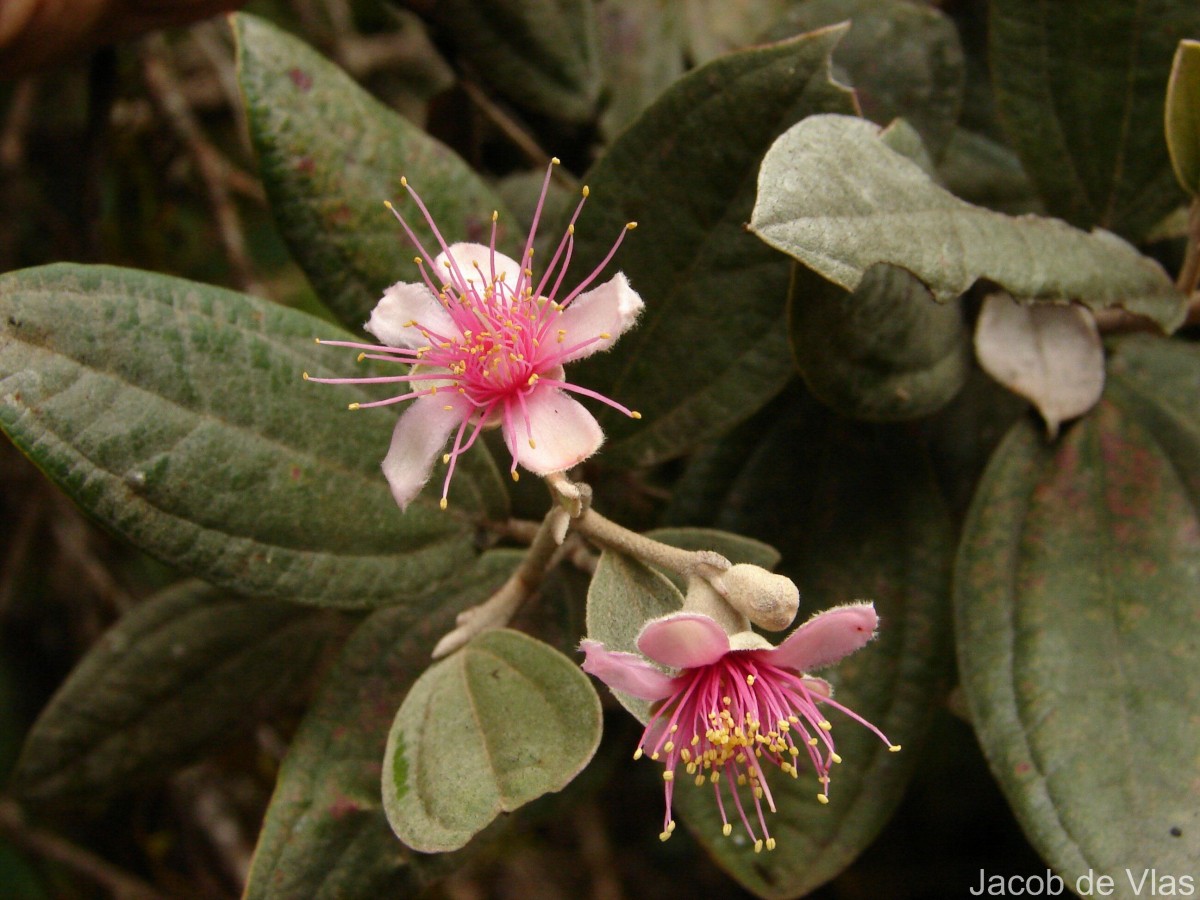 Rhodomyrtus tomentosa (Aiton) Hassk.